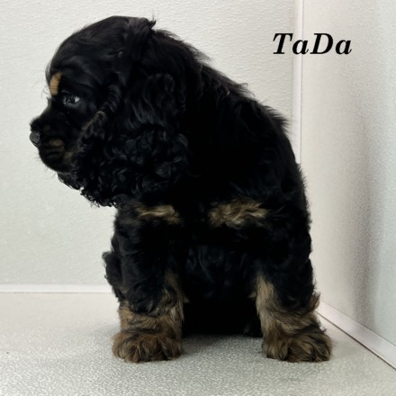 puppy, for, sale, Cocker Spaniel, Joe & Cherri  Overlease, dog, breeder, Miller, MO, dog-breeder, puppy-for-sale, forsale, nearby, find, puppyfind, locator, puppylocator, aca